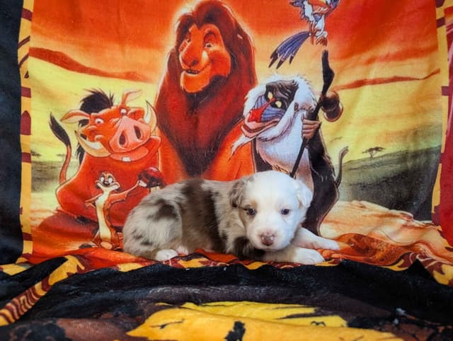 Australian Shepherd Puppies media 3