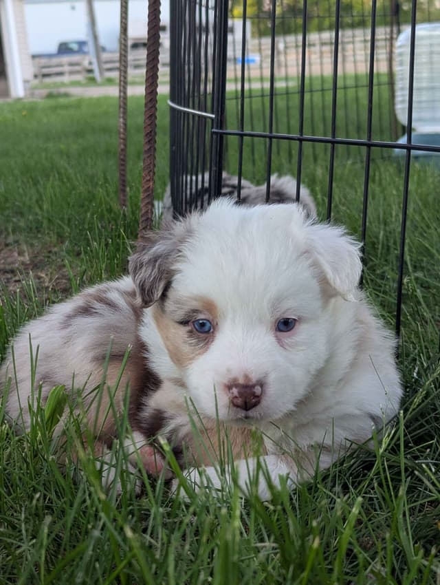 Australian Shepherd Puppies media 4