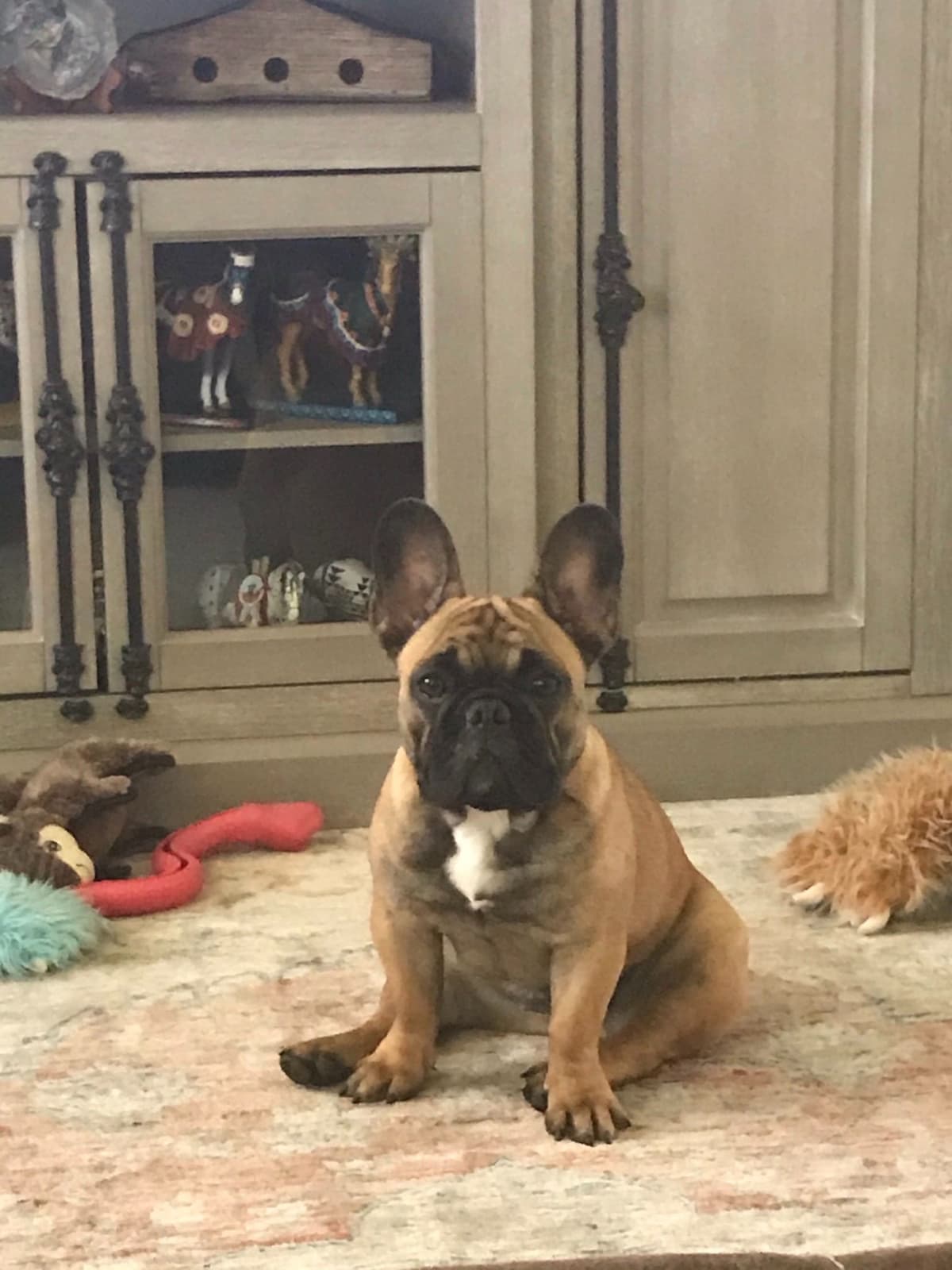 French Bulldog Puppies breeder image 1