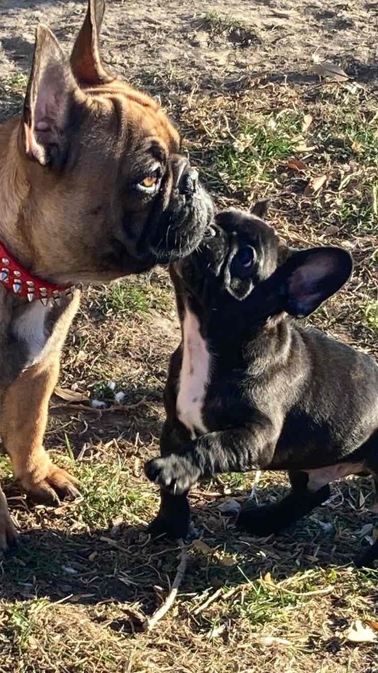French Bulldog Puppies breeder image 4