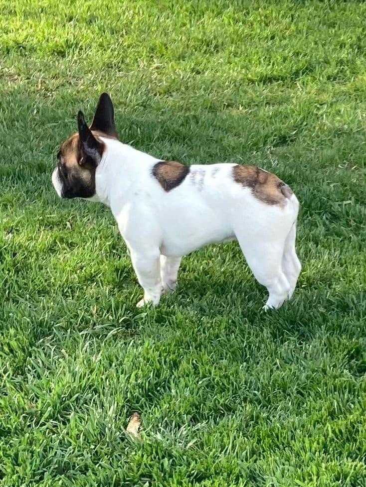 French Bulldog Puppies breeder image 5