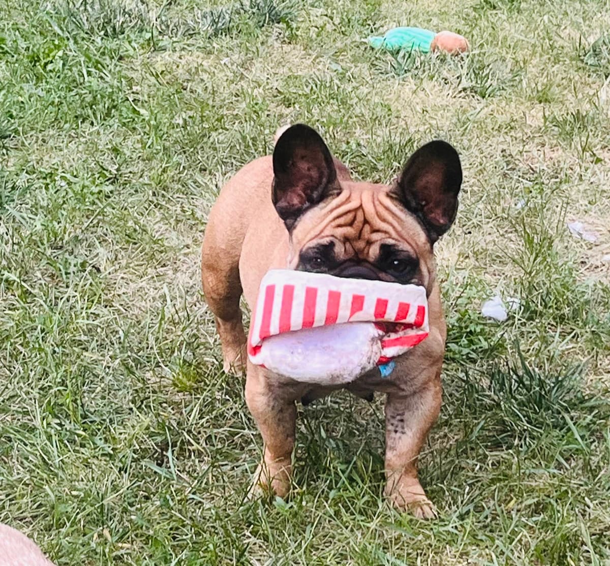 French Bulldog Puppies breeder image 6