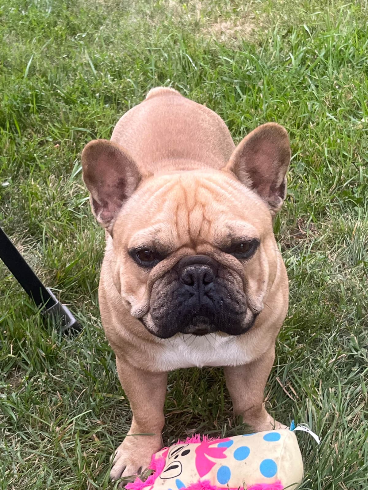 French Bulldog Puppies breeder image 7