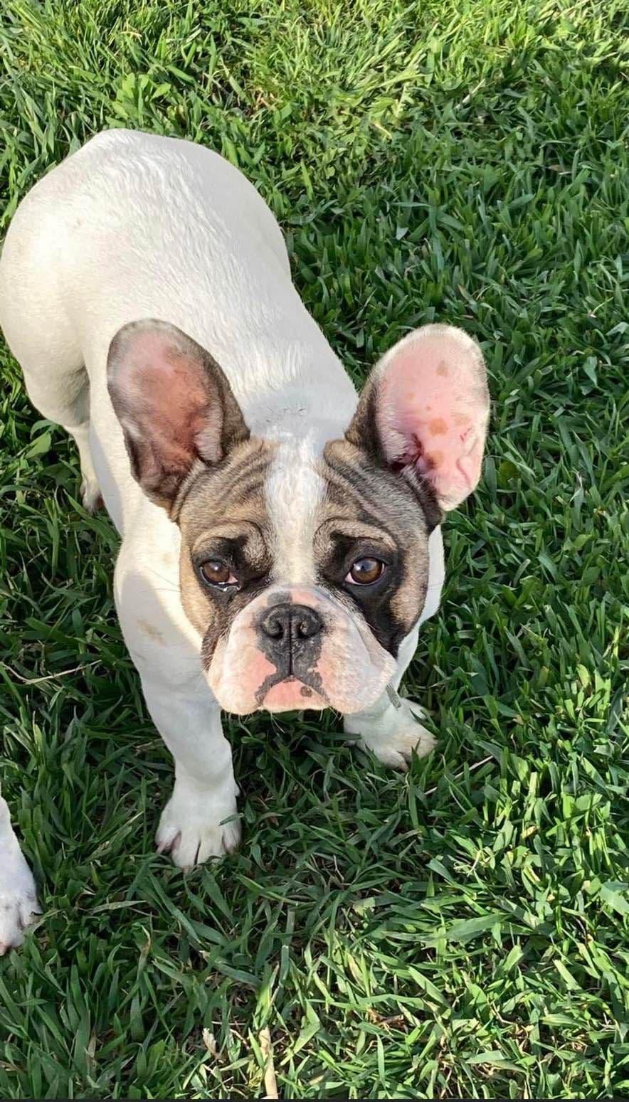 French Bulldog Puppies breeder image 8