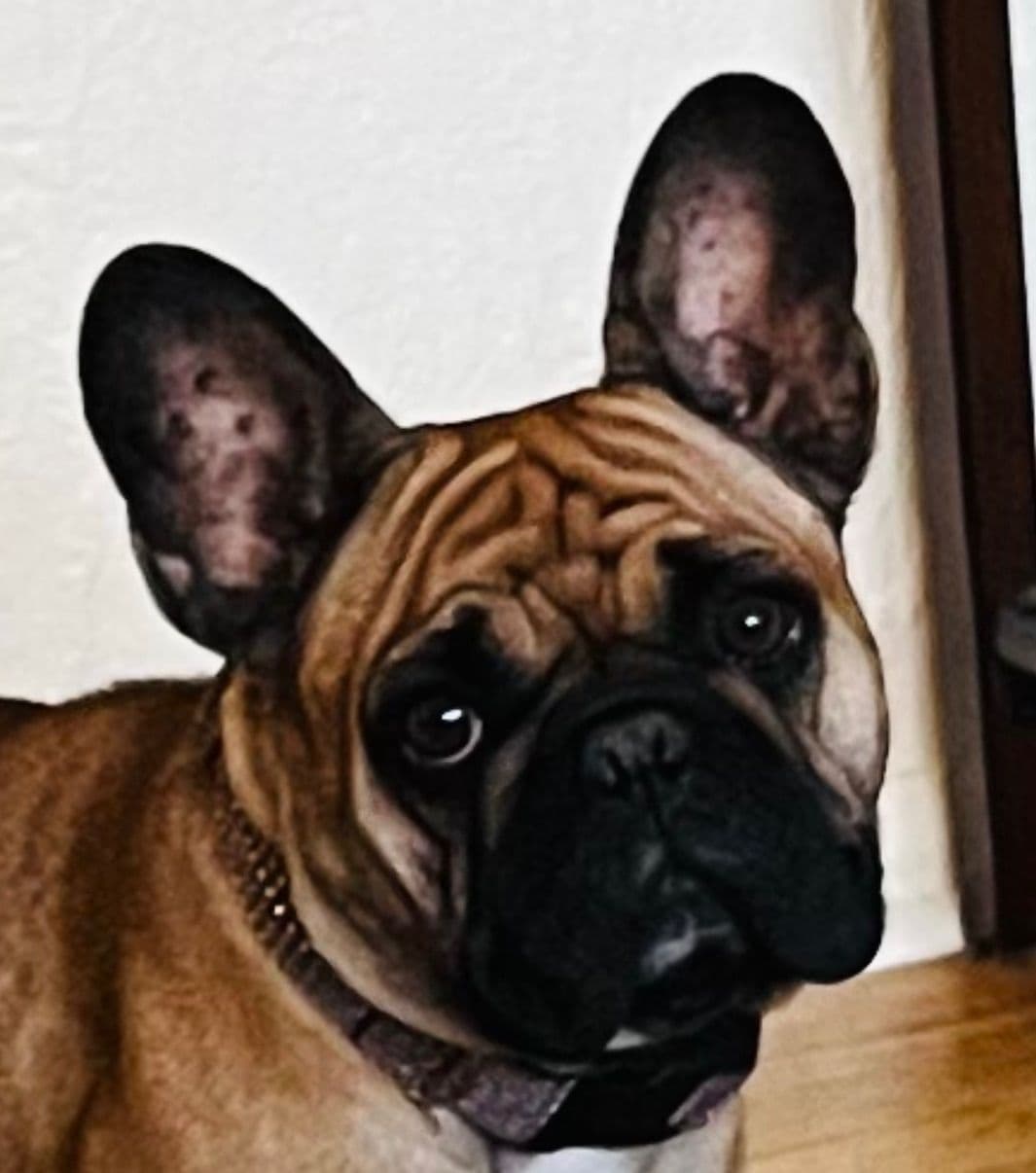 French Bulldog Puppies breeder image 11
