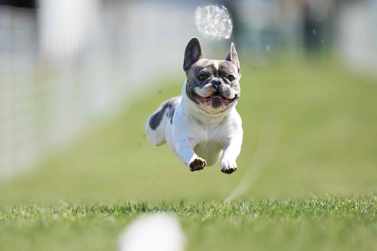 French Bulldog Puppies breeder image 16