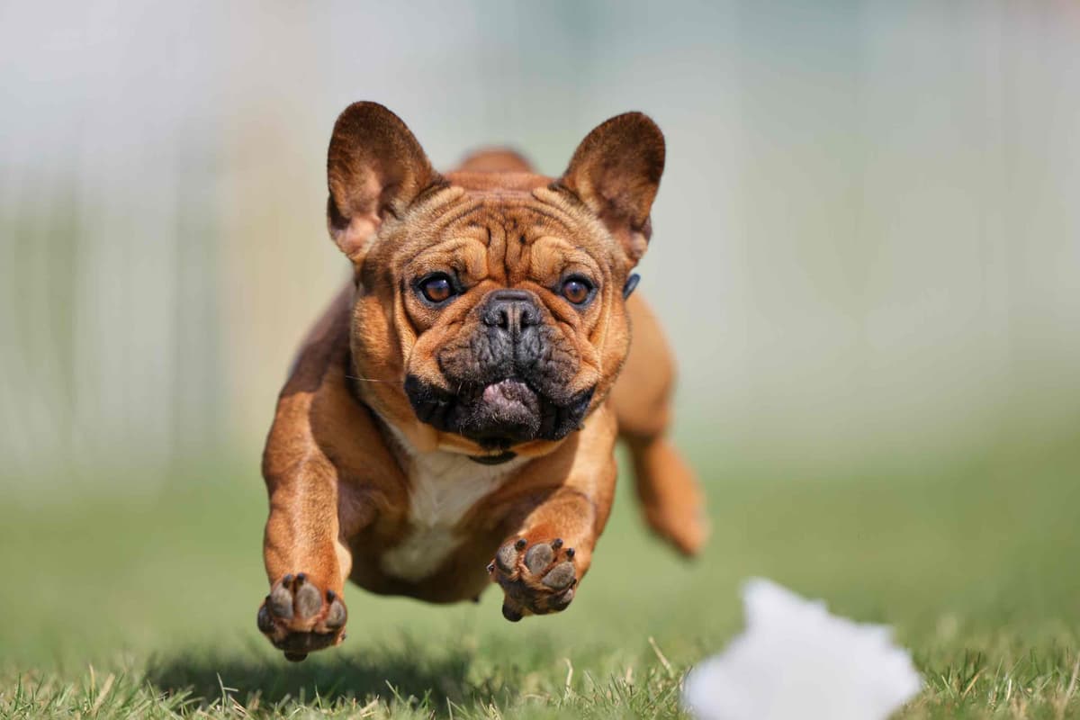 French Bulldog Puppies breeder image 17