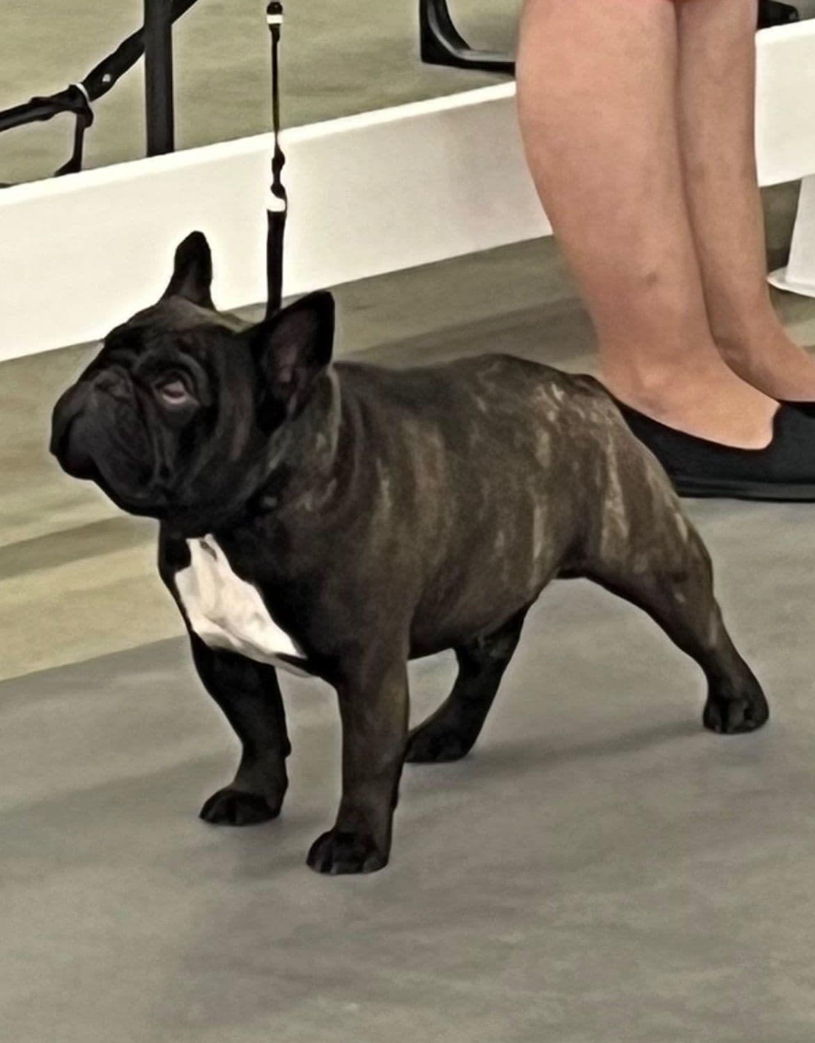French Bulldog Puppies breeder image 18