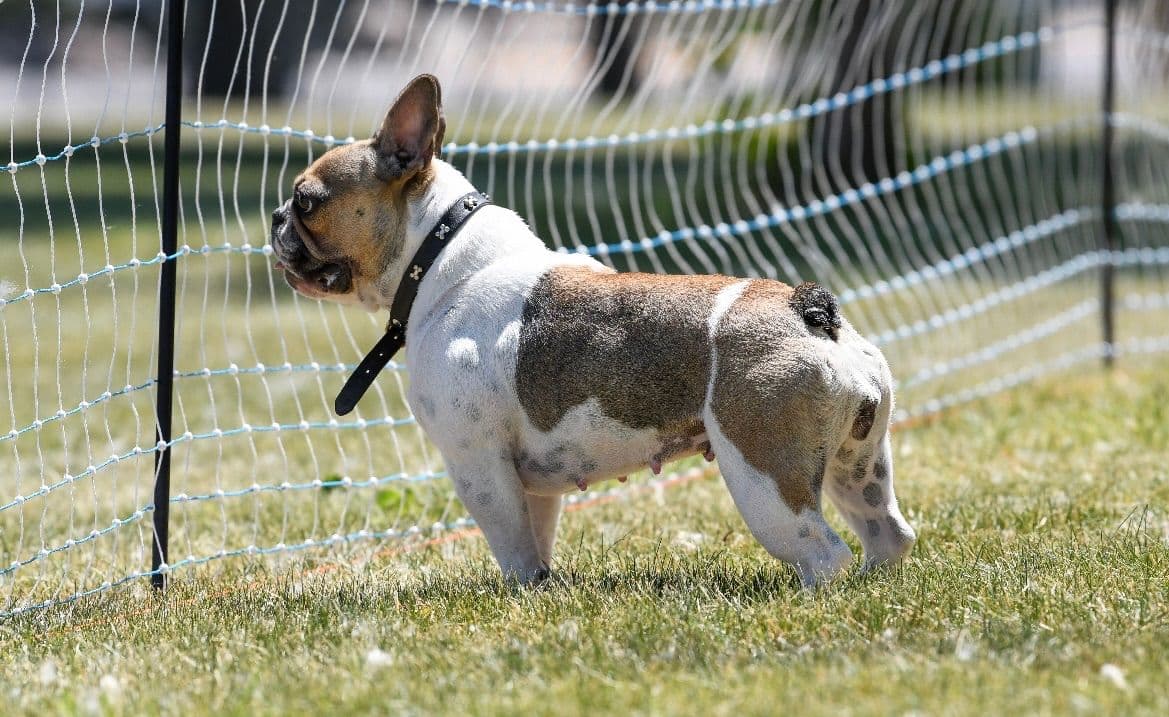 French Bulldog Puppies breeder image 20