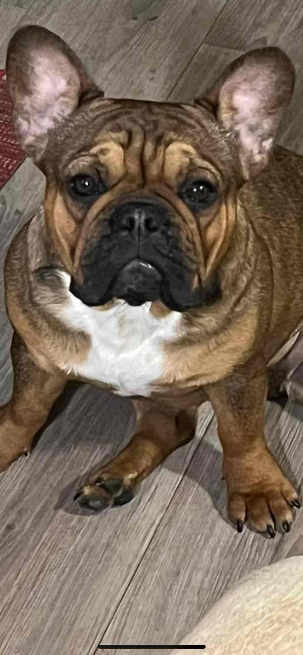 French Bulldog Puppies breeder image 24