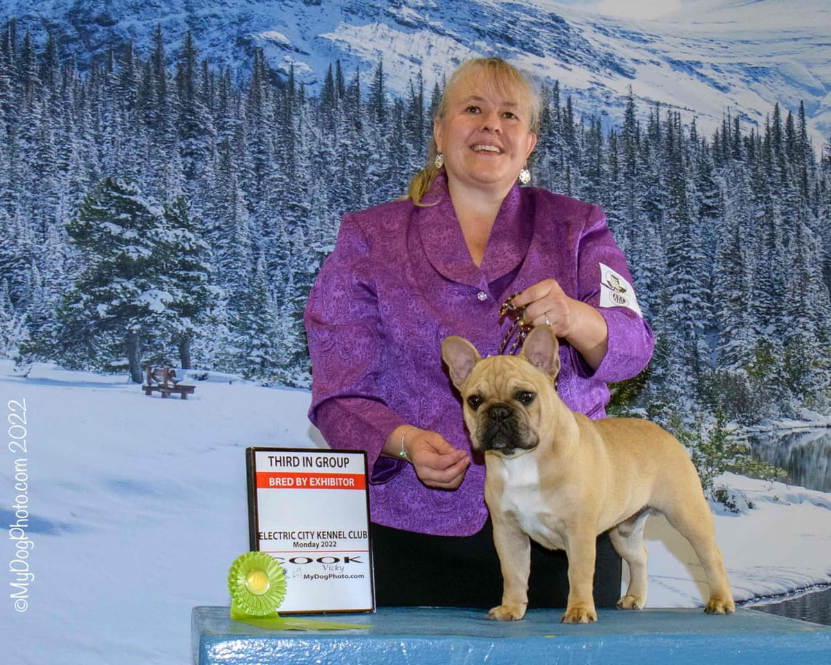 French Bulldog Puppies breeder image 25