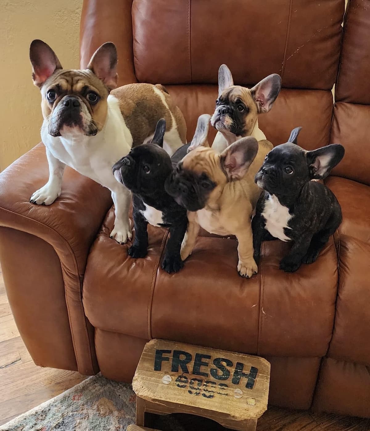 French Bulldog Puppies breeder image 26
