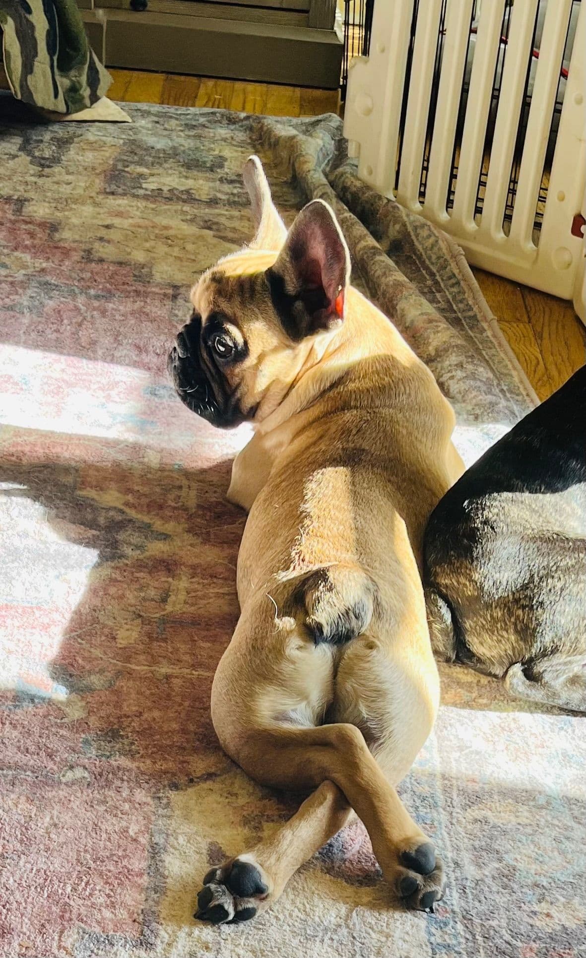 French Bulldog Puppies breeder image 27