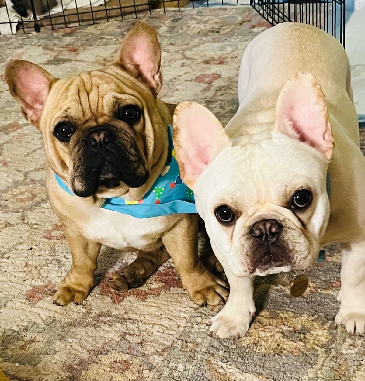 French Bulldog Puppies breeder image 28