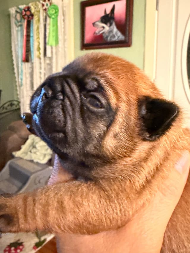 French Bulldog Puppies media 2