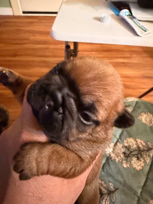 French Bulldog Puppies media 3