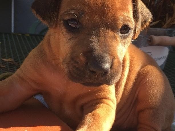 Rhodesian Ridgeback Puppies breeder image 1