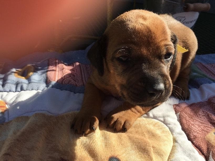 Rhodesian Ridgeback Puppies breeder image 3