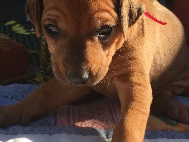 Rhodesian Ridgeback Puppies breeder image 4