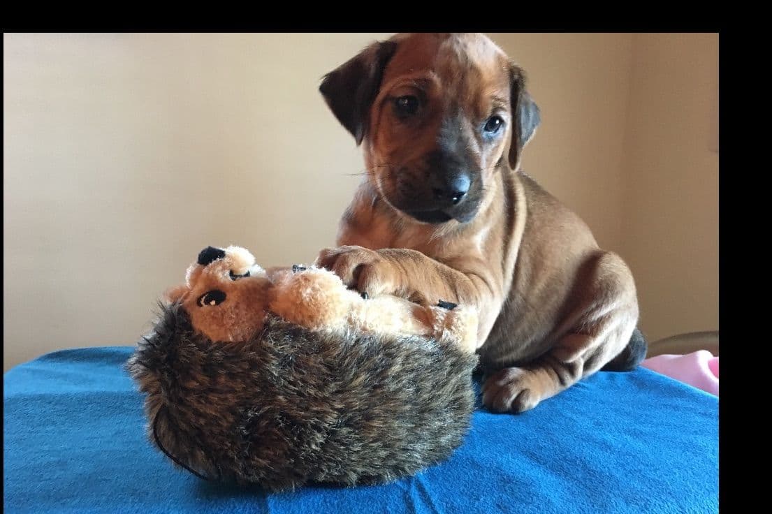 Rhodesian Ridgeback Puppies breeder image 2