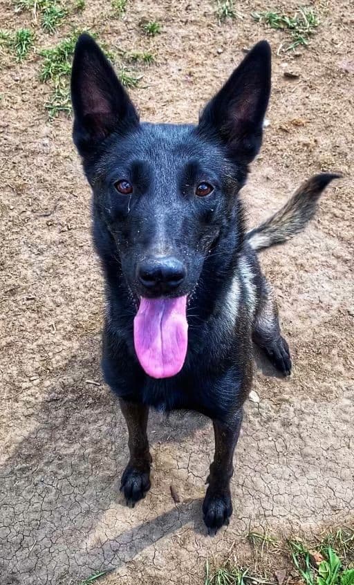 Belgian Malinois Puppies breeder image 1