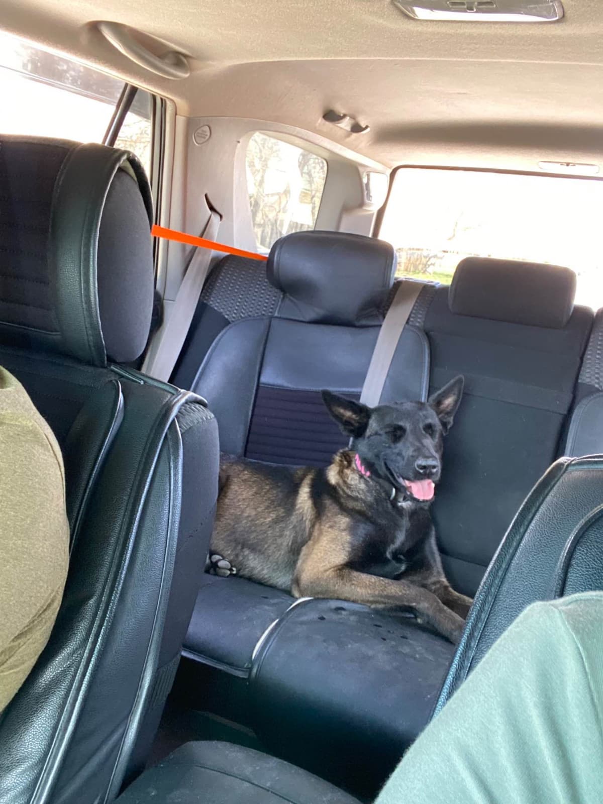 Belgian Malinois Puppies breeder image 2