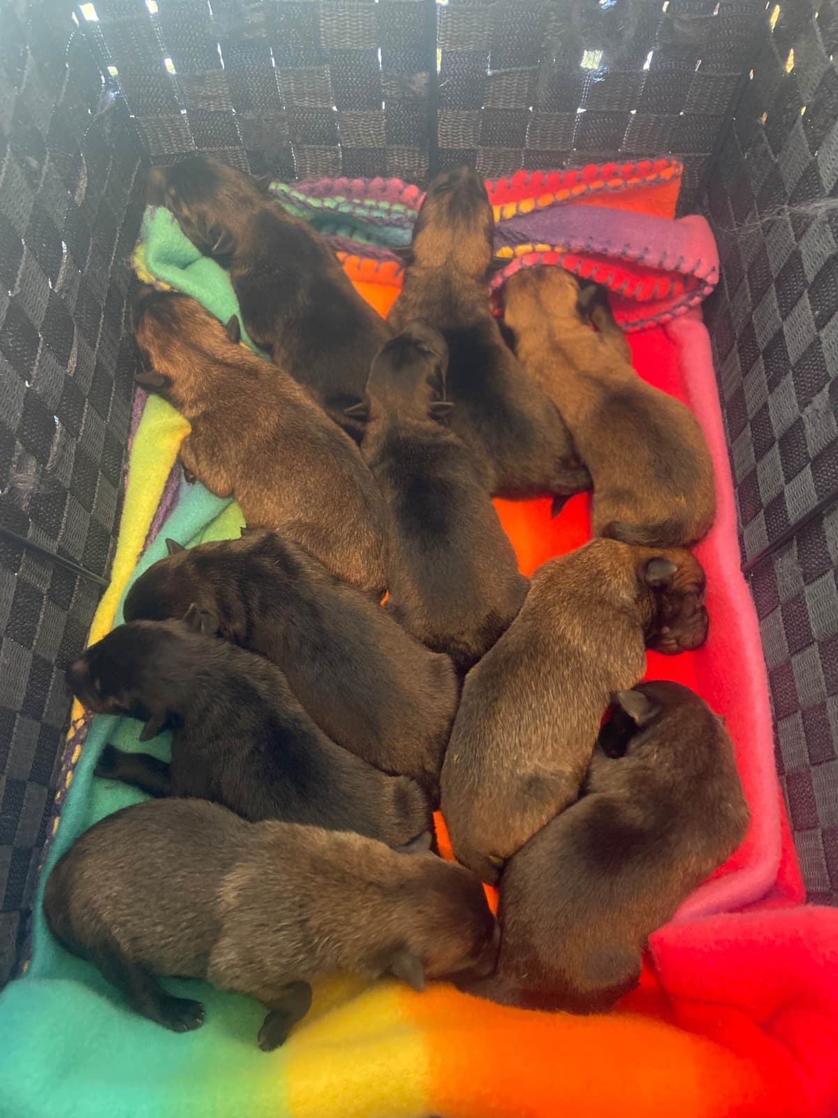Belgian Malinois Puppies breeder image 4