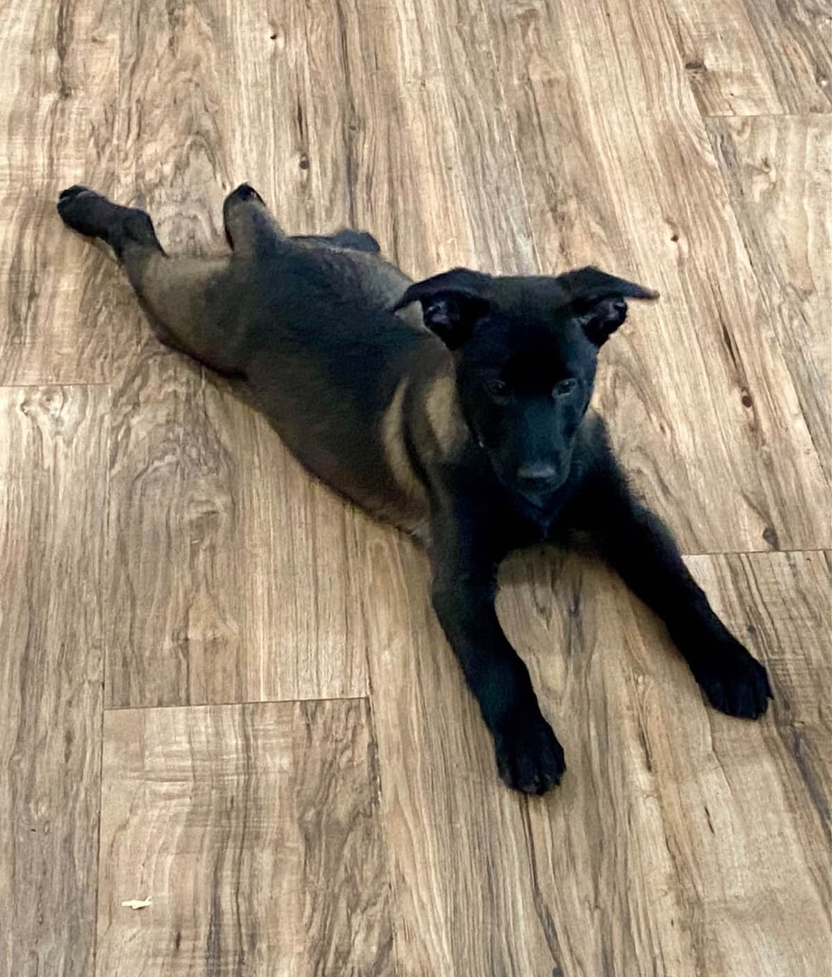 Belgian Malinois Puppies breeder image 7