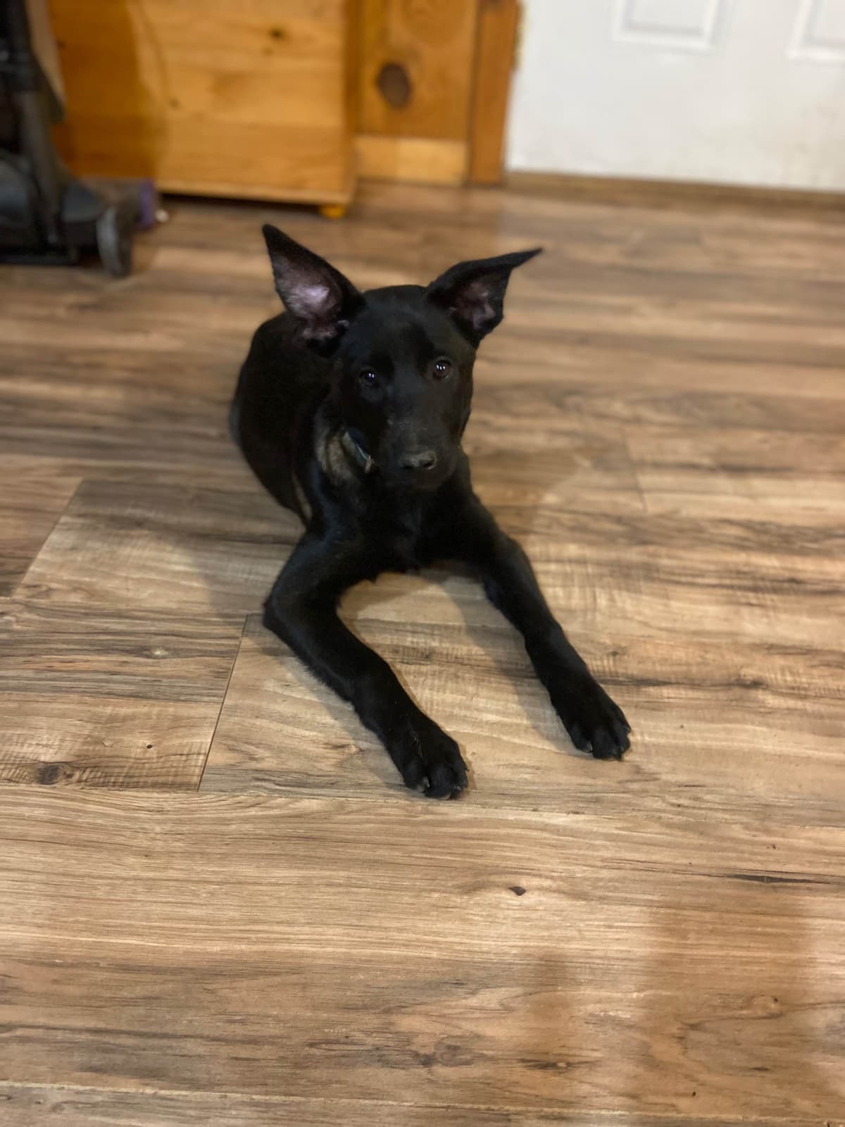Belgian Malinois Puppies breeder image 9