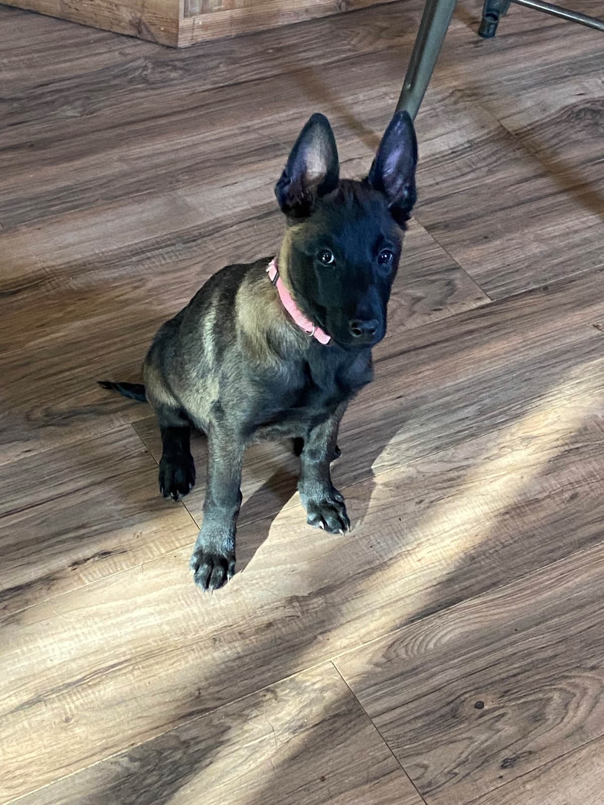 Belgian Malinois Puppies breeder image 11