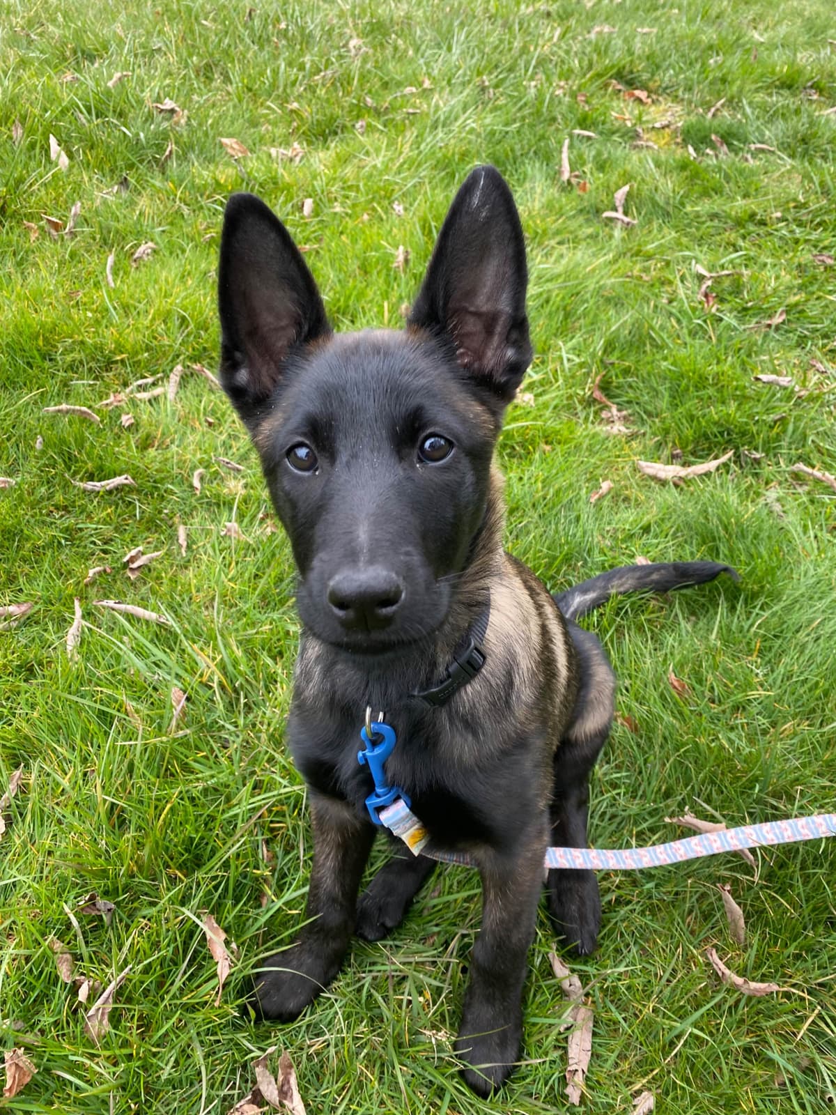 Belgian Malinois Puppies breeder image 12
