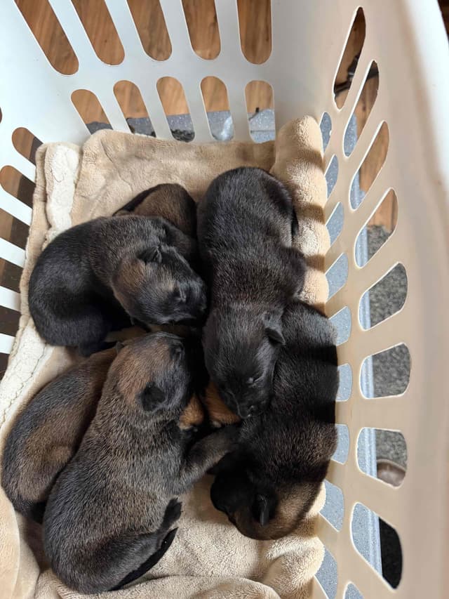Belgian Malinois Puppies media 2