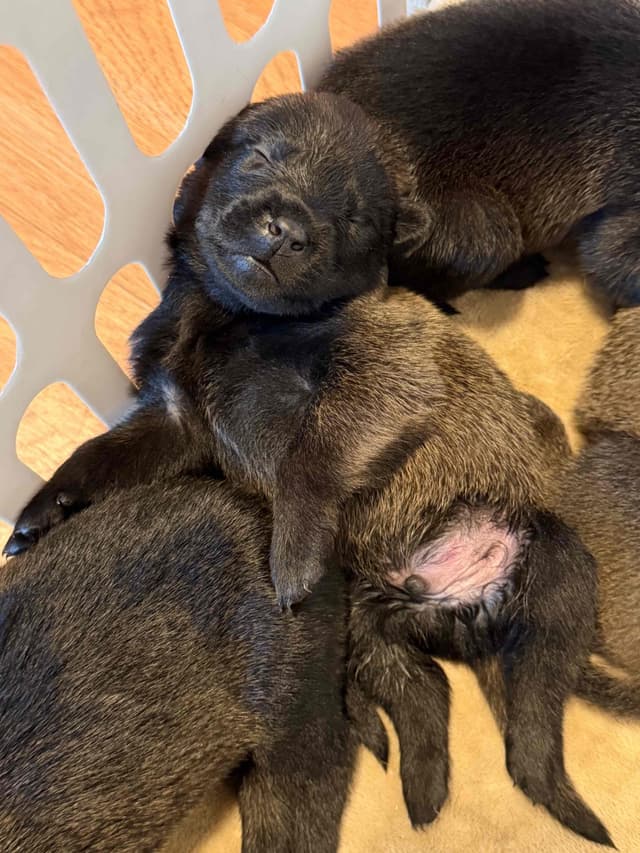 Belgian Malinois Puppies media 3