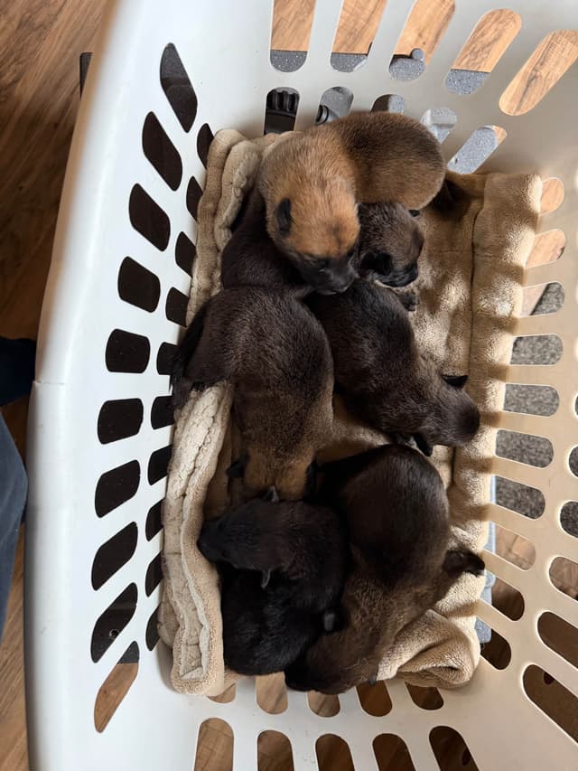 Belgian Malinois Puppies media 4