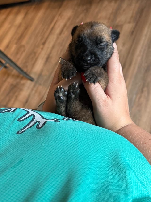 Belgian Malinois Puppies media 5