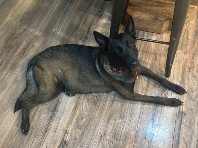 Belgian Malinois Puppies media 6