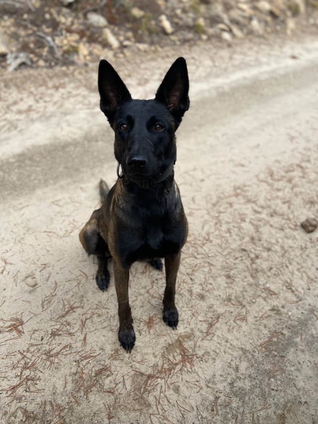 Belgian Malinois Puppies media 7