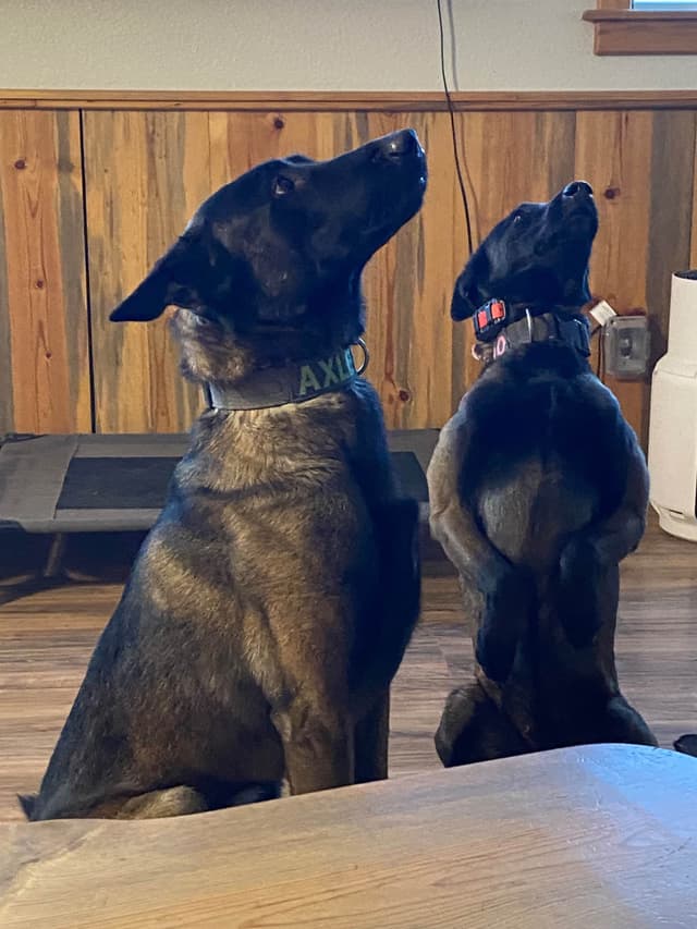 Belgian Malinois Puppies media 8