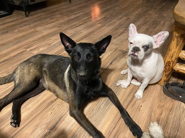 Belgian Malinois Puppies media 10