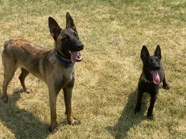 Belgian Malinois Puppies media 11