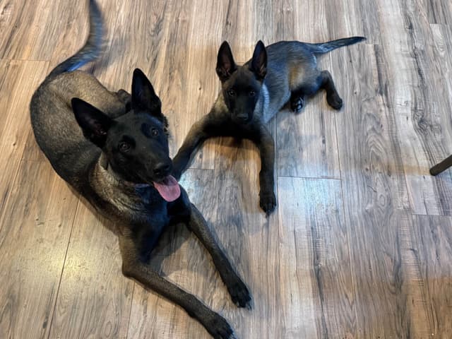 Belgian Malinois Puppies media 12