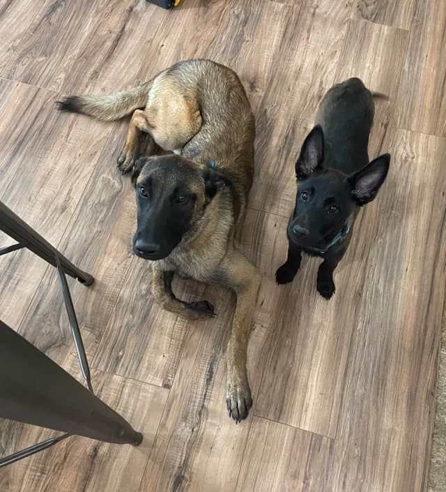 Belgian Malinois Puppies media 15