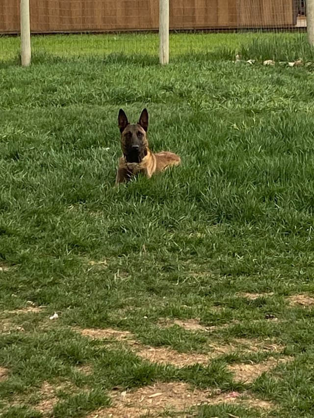 Belgian Malinois Puppies media 16