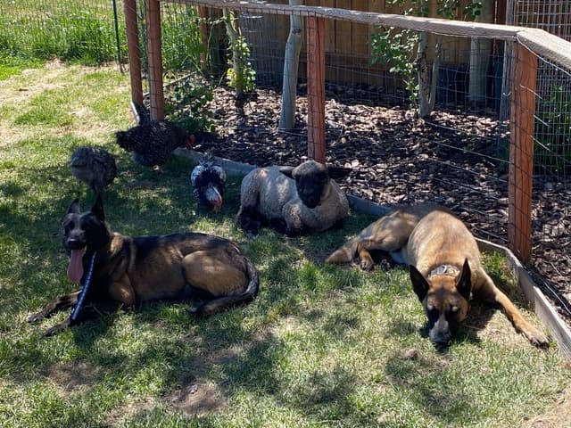 Belgian Malinois Puppies media 17