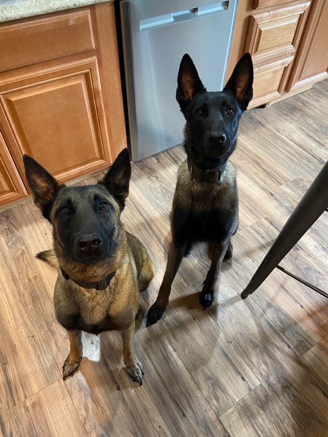 Belgian Malinois Puppies media 18