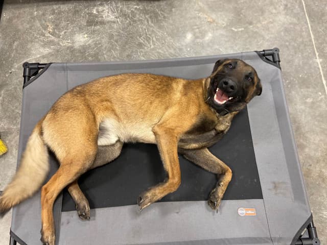 Belgian Malinois Puppies media 19