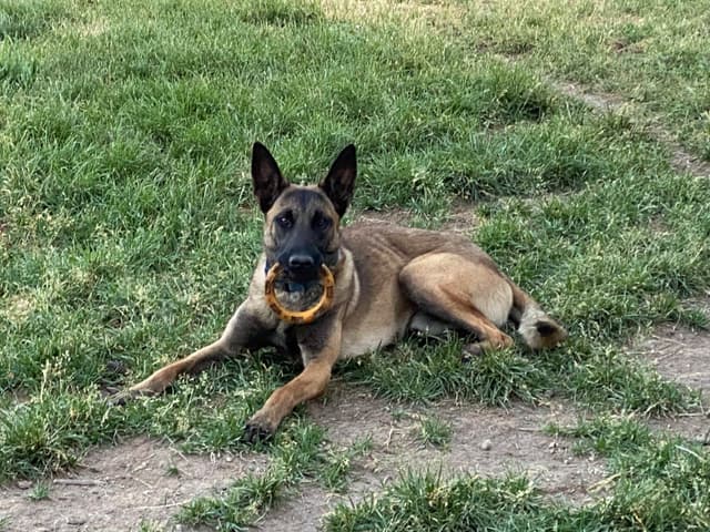 Belgian Malinois Puppies media 21