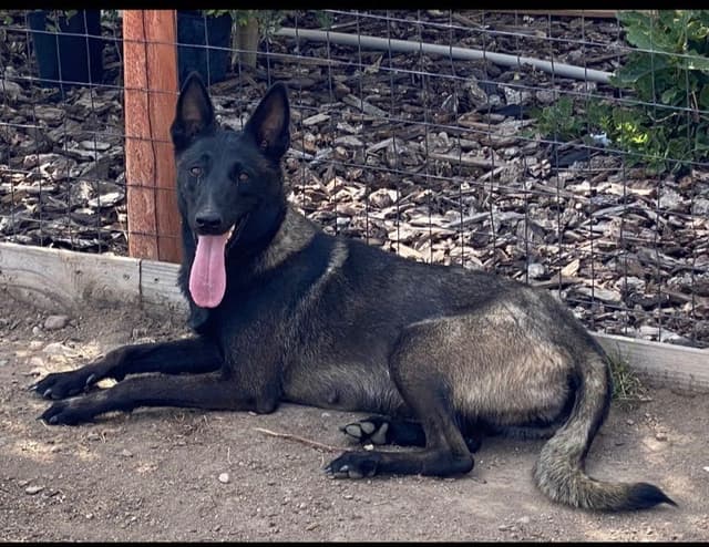 Belgian Malinois Puppies media 20