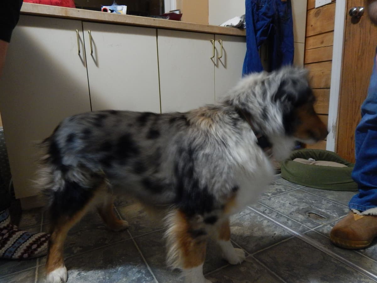 Australian Shepherd Puppies breeder image 8