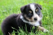Australian Shepherd Puppies breeder image 7